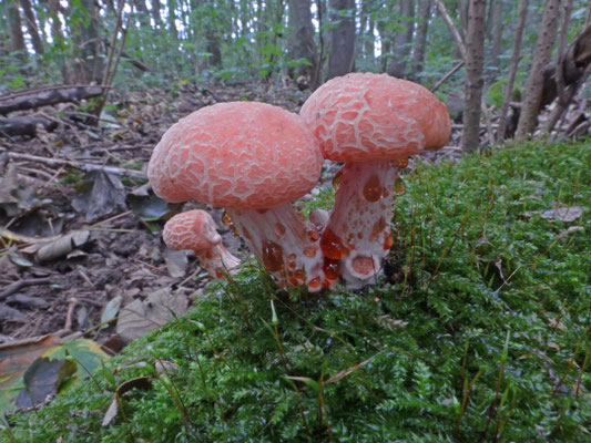 Rhodotus palmatus - Zalmzwam