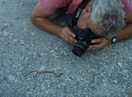Ruud fotografeert Peloponnesoshazelworm (Anguis cephalonicus)