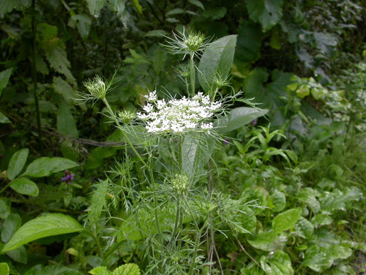 Daucus carota - Wilde peen