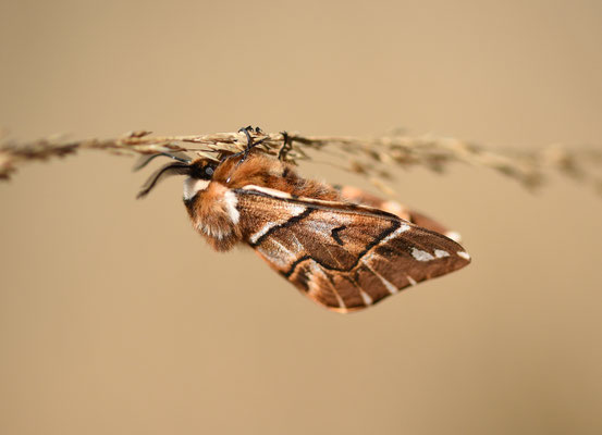 Gevlamde vlinder