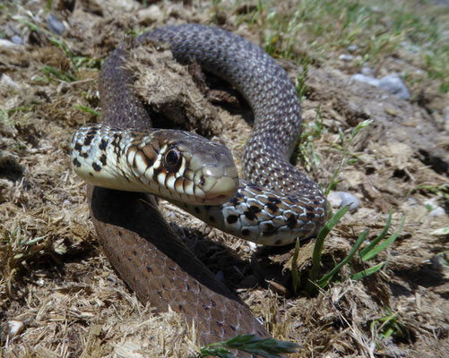 Balkantoornslang (Hierophis gemonensis)