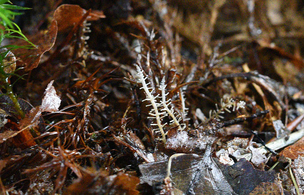 Vertakte collybia - Dendrocollybia racemosa