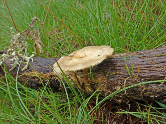 Polyporus arcularius - Grootporiehoutzwam