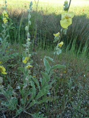 Verbascum undulatum - Golfbladige toorts