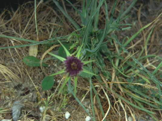 Tragopodon porrifolius - Paarse morgenster