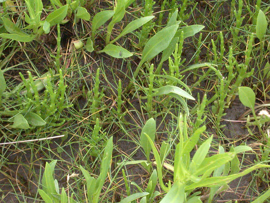 Salicornia procumbens - Langarig zeekraal