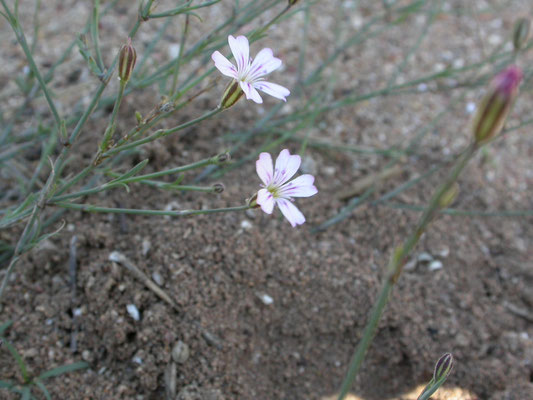 Petrorhagia saxifraga-  Kleine mantelanjer