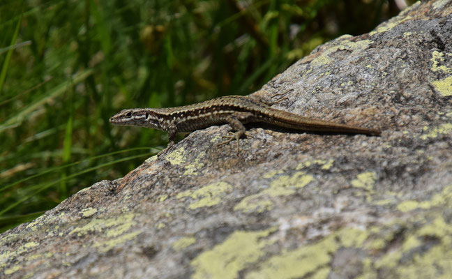 Muurhagedis (Podarcis muralis)