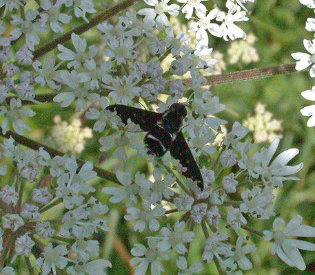 Hemipenthes maura - Bretelrouwzwever