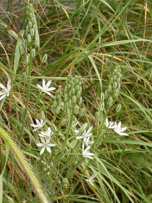 Ornithogalum narbonense - Franse vogelmelk