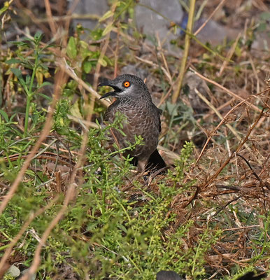 Turdoides plebejus - Brown Babbler