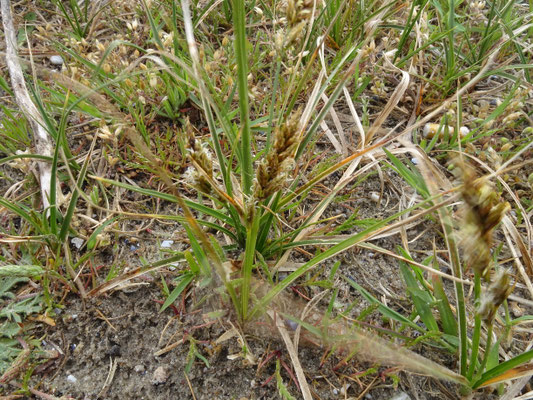 Carex arenaria - Zandzegge
