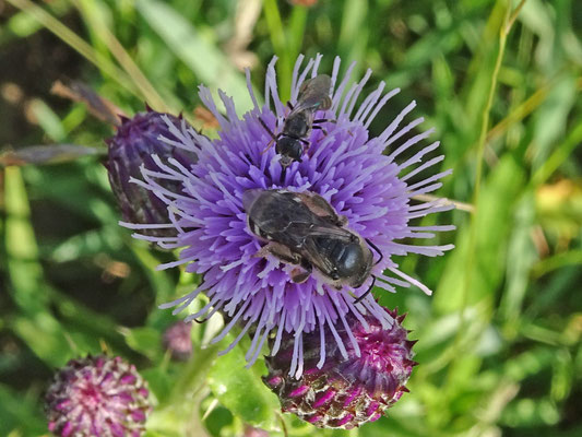 Lasioglossum spec- groefbij