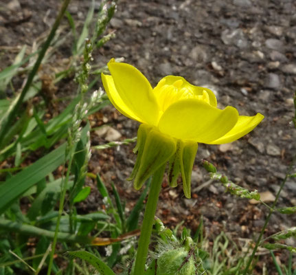 Behaarde boterbloem