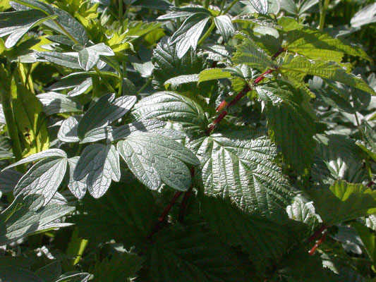 Filipendula ulmaria - Moerasspiraea