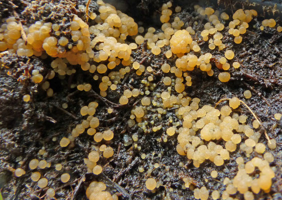 Lasiobolus papillatus ss lato