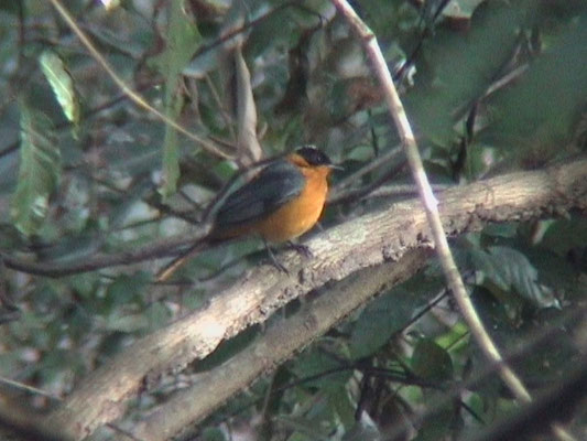 Snowy-crowned Robin-Chat