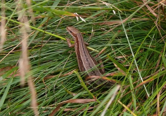 Levendbarende hagedis