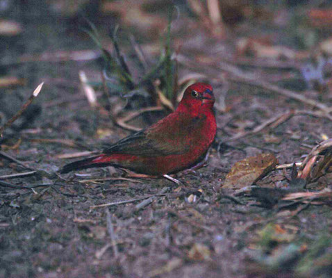Red-billed Firefinch