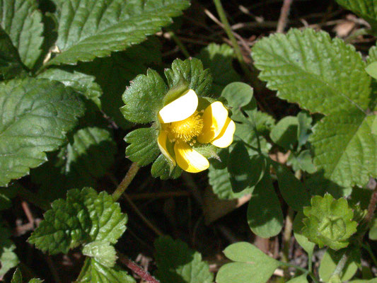 Potentilla indica - Schijnaardbei