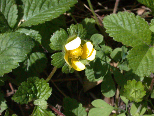 Potentilla indica - Schijnaardbei