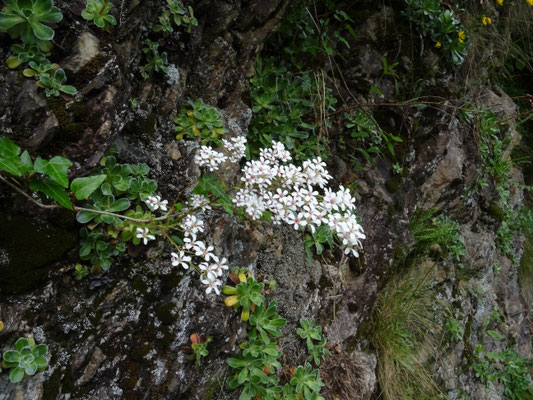 Saxifraga cotyledon