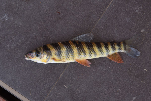 Leporinus fasciatus - Kwana