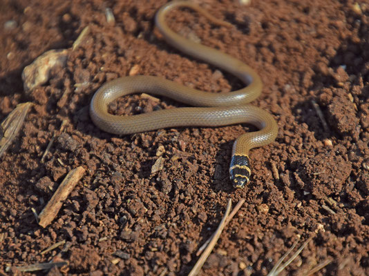 Roth's Dwarf Racer (Eirenis rothi)