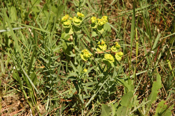 Euphorbia serrata