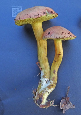 Xerocomellus bubalinus - Bruingele fluweelboleet