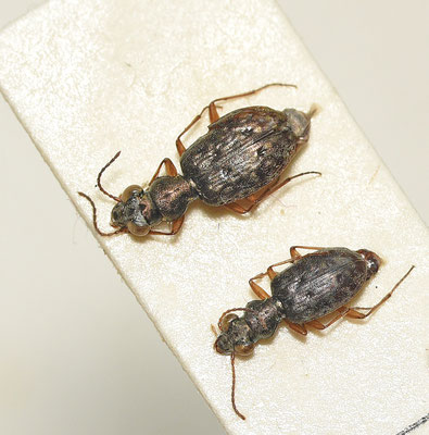 Asaphidion flavipes - Akkergrootoogkever