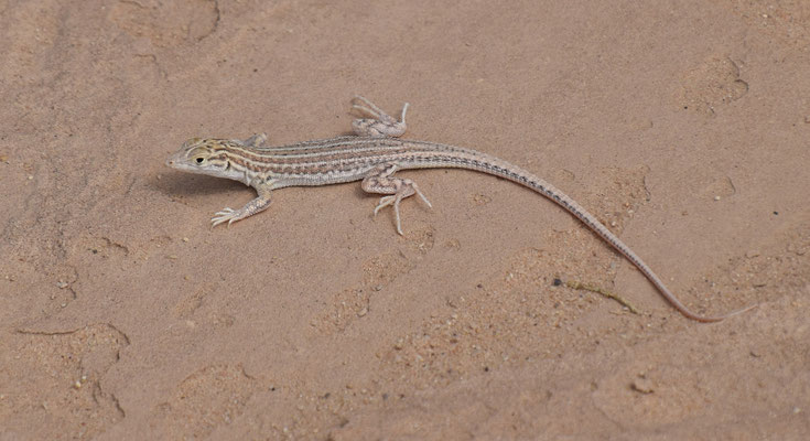 Acanthodactylus opheodurus