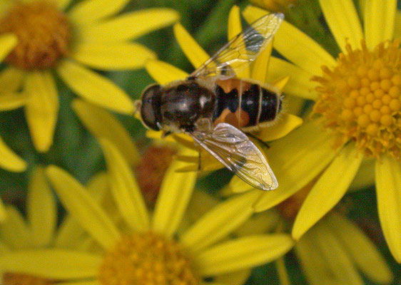 Eristalis arbustorum- Kleine bijvlieg