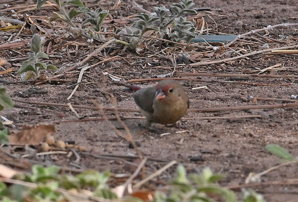 Lagonosticta senegala - Red-billed Firefinch