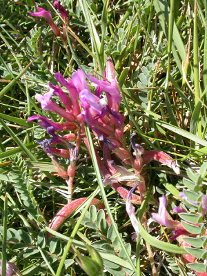 Hedysarum coronarium