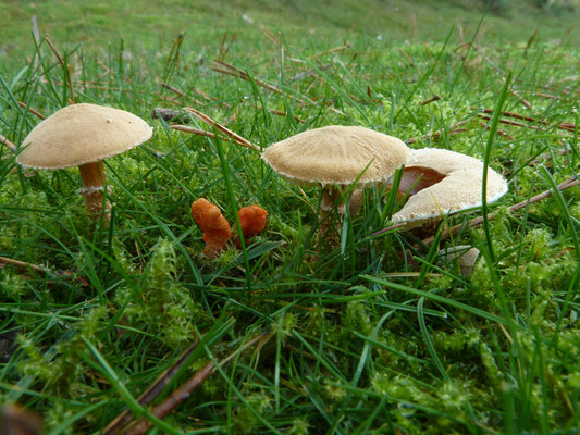Cystoderma amianthemum - Okergele korrelhoed