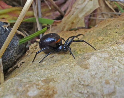 Steatoda paykulliana