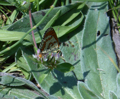 Melitaea didyma - tweekleurige parelmoervlinder