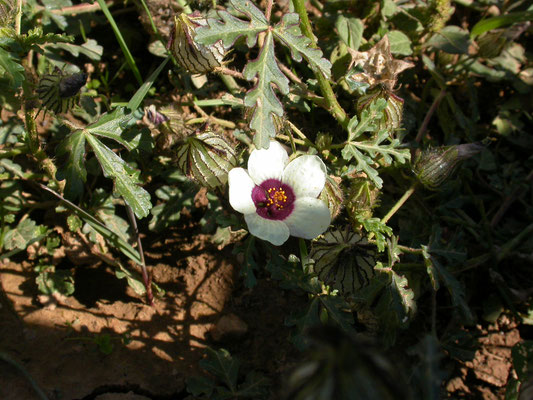Hibiscus trionum - Drie-urenbloem
