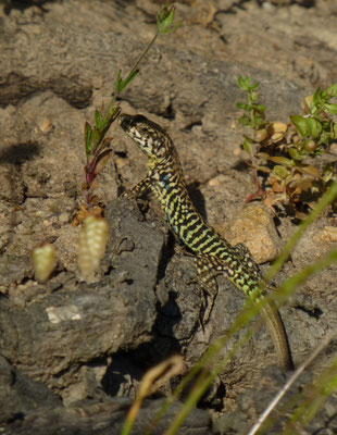 Podarcis tiliguerta