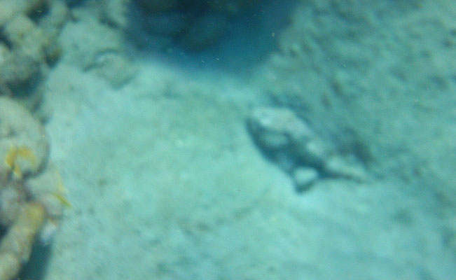 Synanceia verrucosa - Stonefish