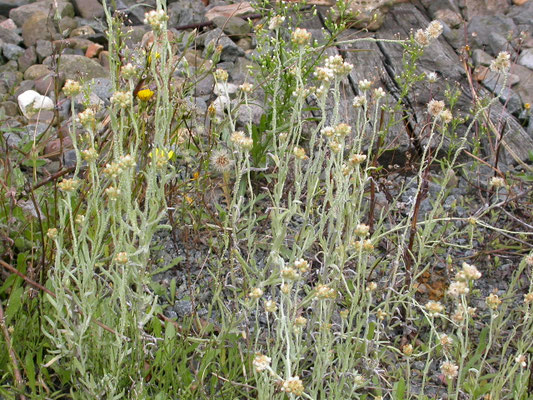 Gnaphalium luteum-album - Bleekgele droogbloem