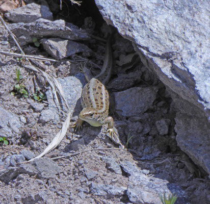 Zandhagedis (Lacerta agilis)