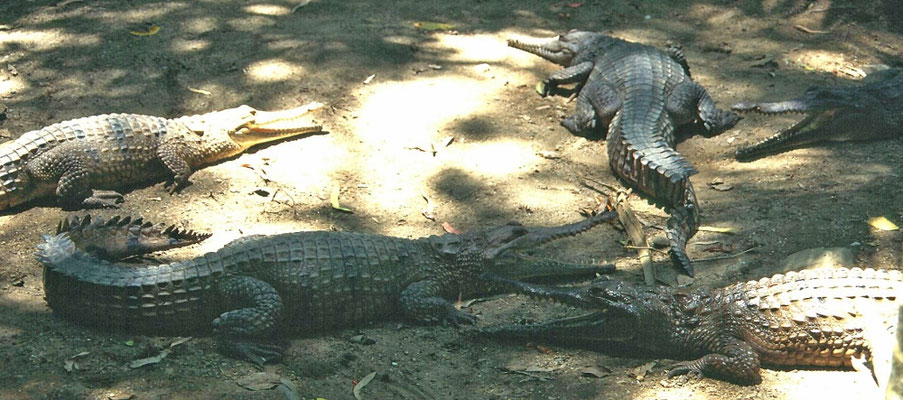 zoetwaterkrokodillen in Hartley's Creek Wildlife Reserve (Crocodile Farm)