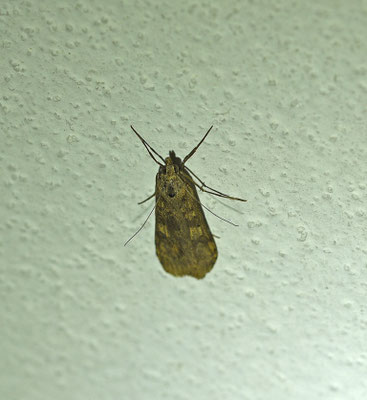 Nomophila noctuella - Luipaardlichtmot