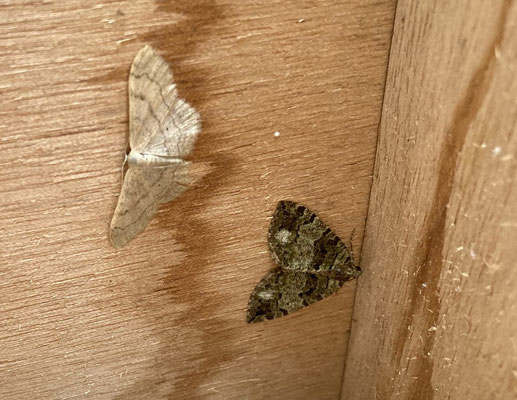 Hydriomena furcata - Variabele spanner