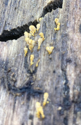 Hemitrichia calyculata - Groot langdraadwatje