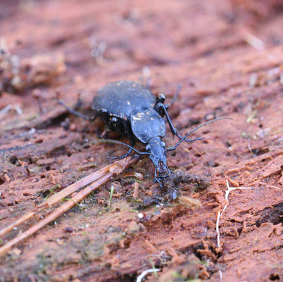 Cychrus caraboides - Lederslakkenloopkever
