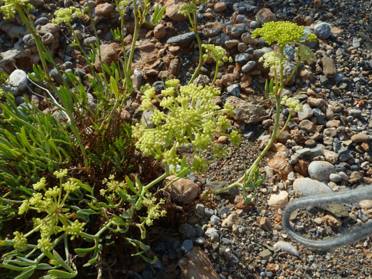 Crithmum maritimum - Zeevenkel
