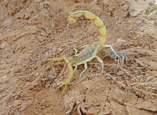 Androctonus amoureuxi